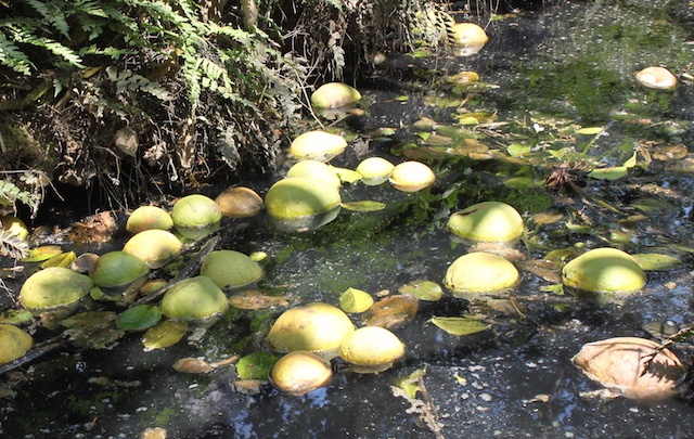 Nong dan 'khoc rong' vi buoi rung hang loat do trieu cuong hinh anh