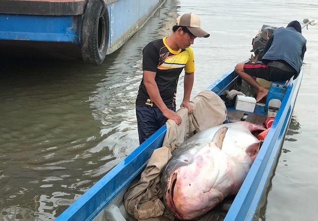 Bat duoc ca tra dau dai 2,5 m, nang 240 kg hinh anh