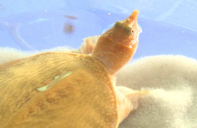 Cap cua dinh dot bien, co mau vang o mien Tay hinh anh