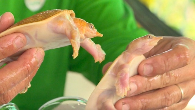 Cặp cua đinh màu vàng ảnh 2 Cap cua dinh mau vang anh 2