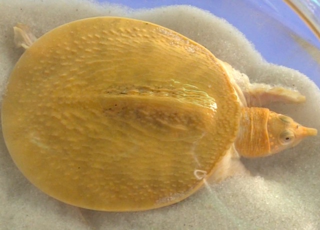 Cap cua dinh dot bien, co mau vang o mien Tay hinh anh