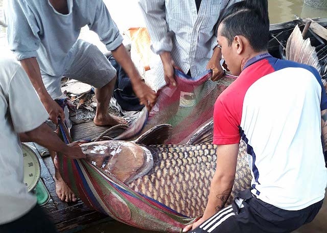 Ngu dan bat duoc ca ho nang 125 kg tren song Tien hinh anh