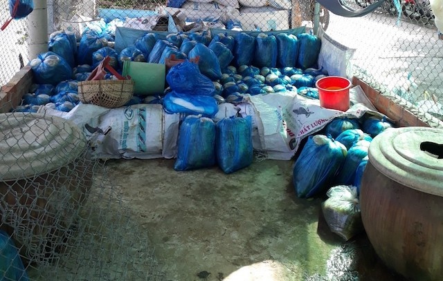 Tieu huy hon 2 tan dua cai su dung chat cam hinh anh