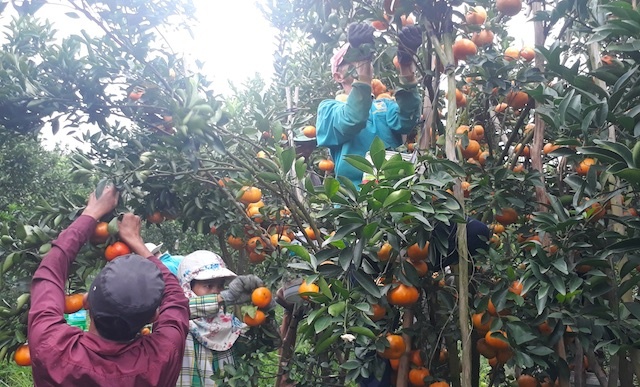 Quýt hồng Lai Vung ảnh 2 Quyt hong Lai Vung anh 2