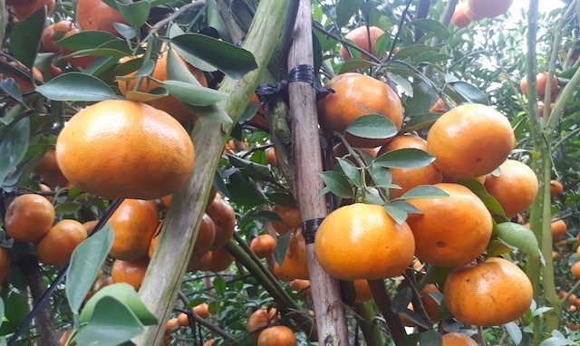 Nha vuon mien Tay trung gia quyt hong hinh anh