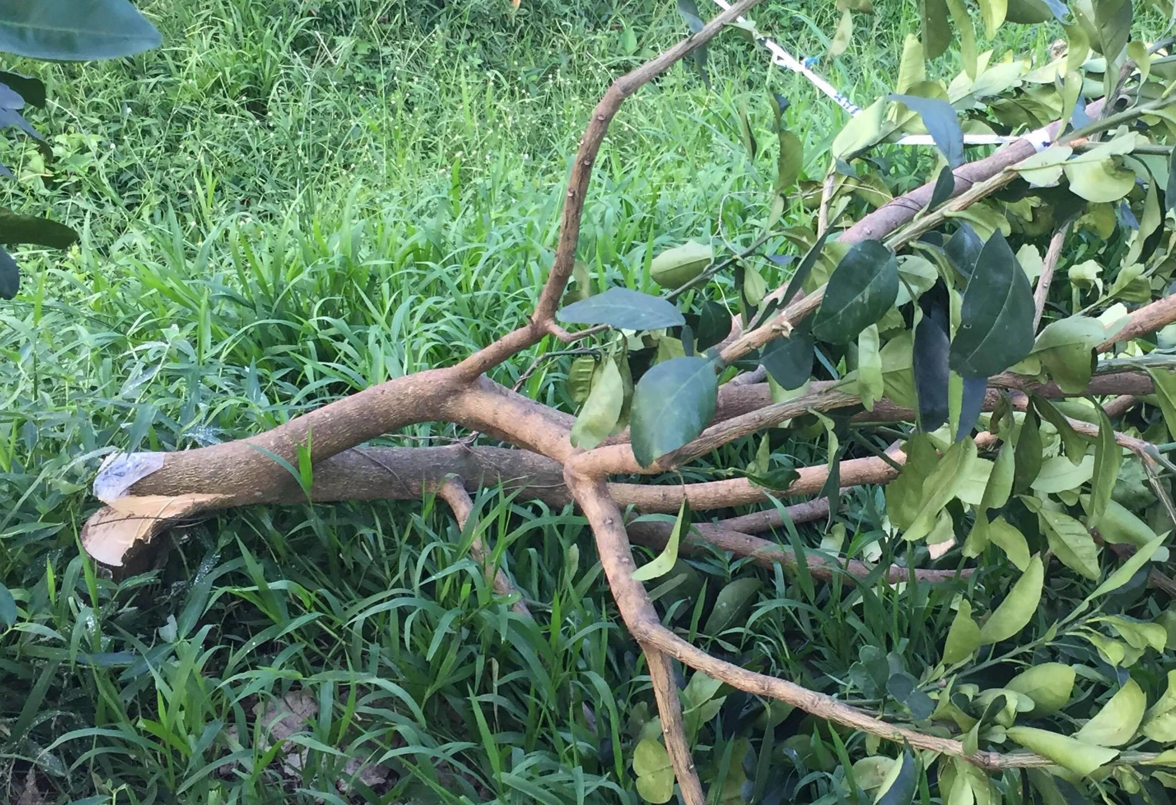 Vuon buoi Nam Roi dang cho trai bi ke gian chat ngang goc hinh anh