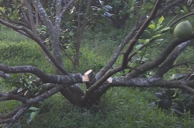 Vuon buoi Nam Roi bi ke gian don ngang goc hinh anh