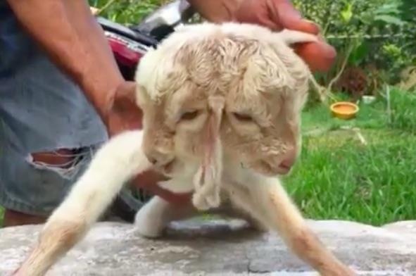 De con co hai dau, 4 mat va 3 lo tai o mien Tay hinh anh