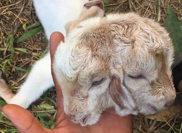 De con hai dau anh 1