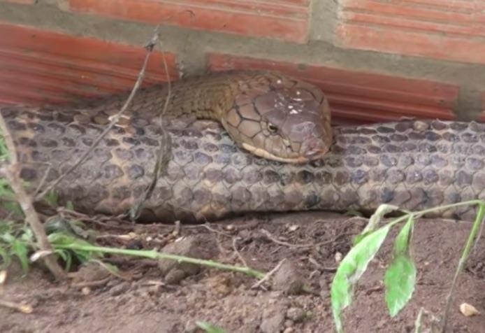 Phat hien cap 'ran ho may' nang 60 kg, dai hon 6 m o nui Cam hinh anh