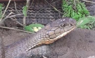 Can canh 'ran ho may' dai hon 6 m o nui Cam hinh anh