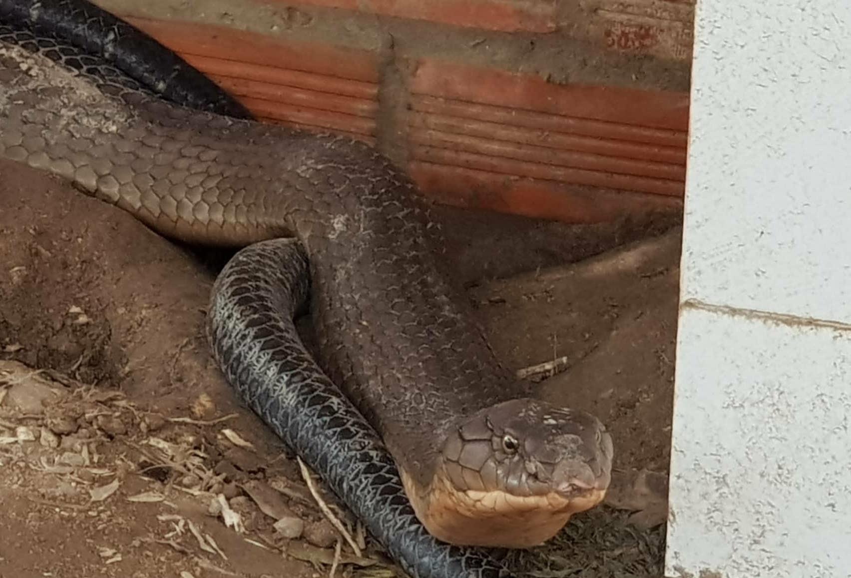 ran ho mang chua anh 2