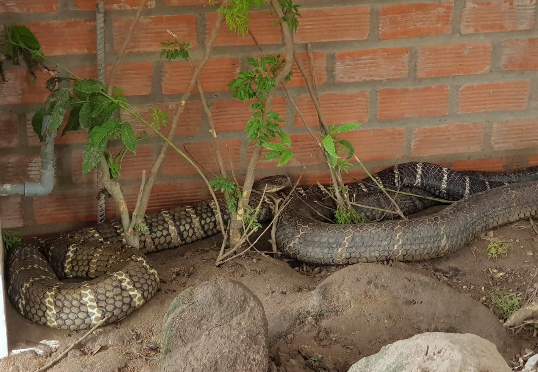 Cap ran ho mang chua o An Giang hinh anh