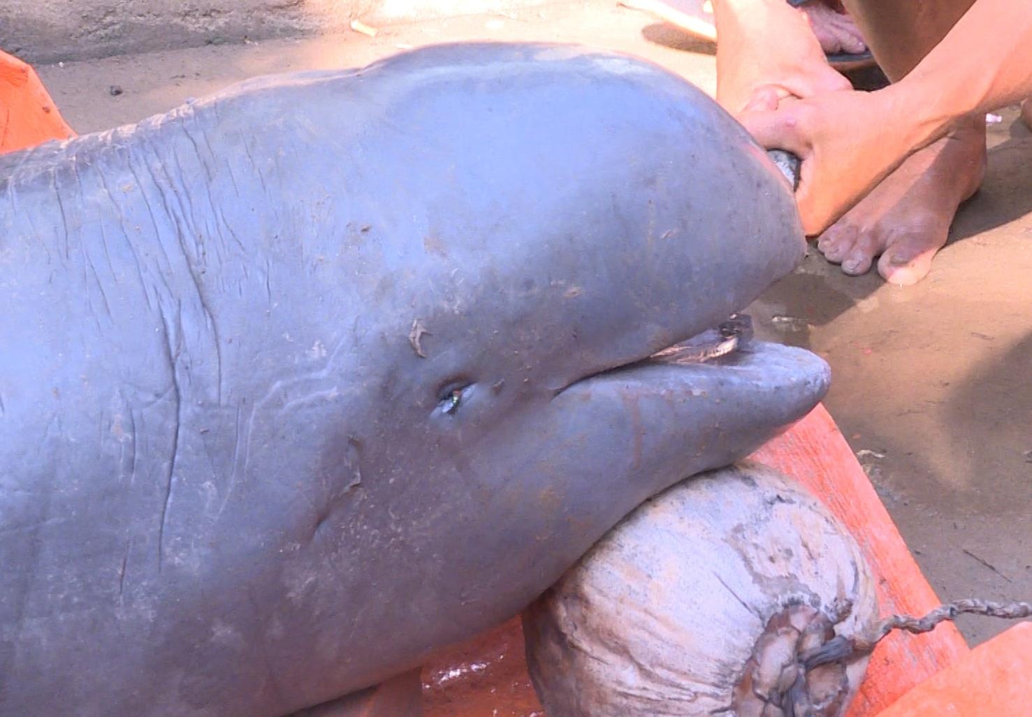 Ngu dan doi 40 trieu moi giao xac ‘ca nuoc Minh Hai’ hinh anh