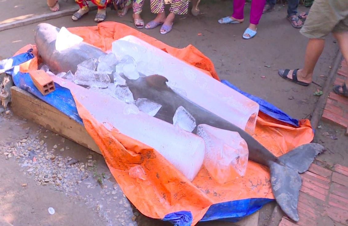 Ca nuoc Minh Hai anh 3