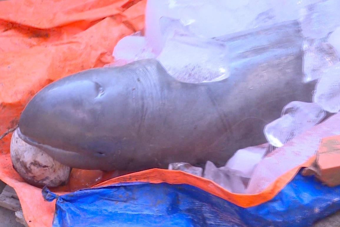 Nguoi dan un un di xem 'ca nuoc' dai hon 2 m o Ben Tre hinh anh