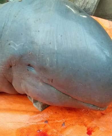 cá nược Minh Hải ảnh 3 ca nuoc Minh Hai anh 3