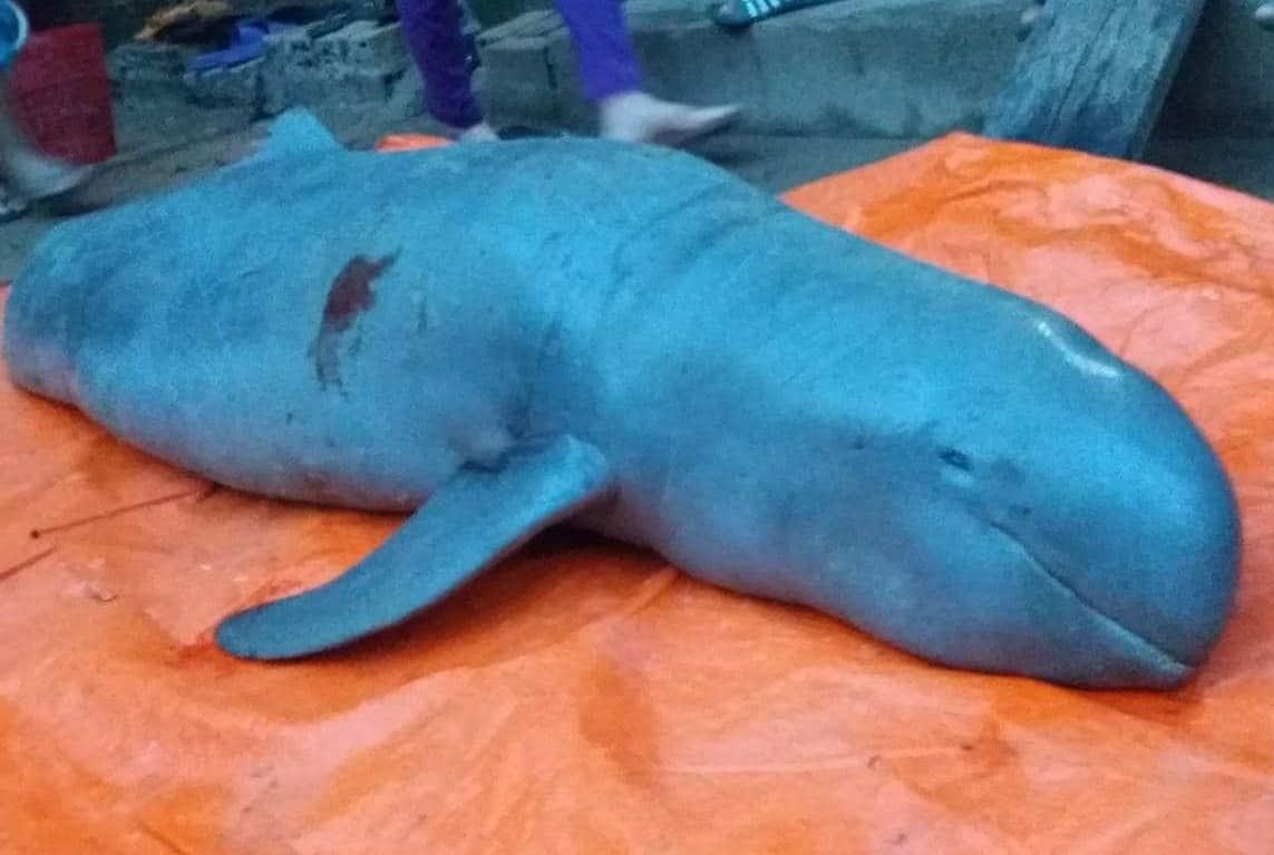 Ngu dan tu bo y dinh doi xe thit 'ca nuoc Minh Hai' hinh anh