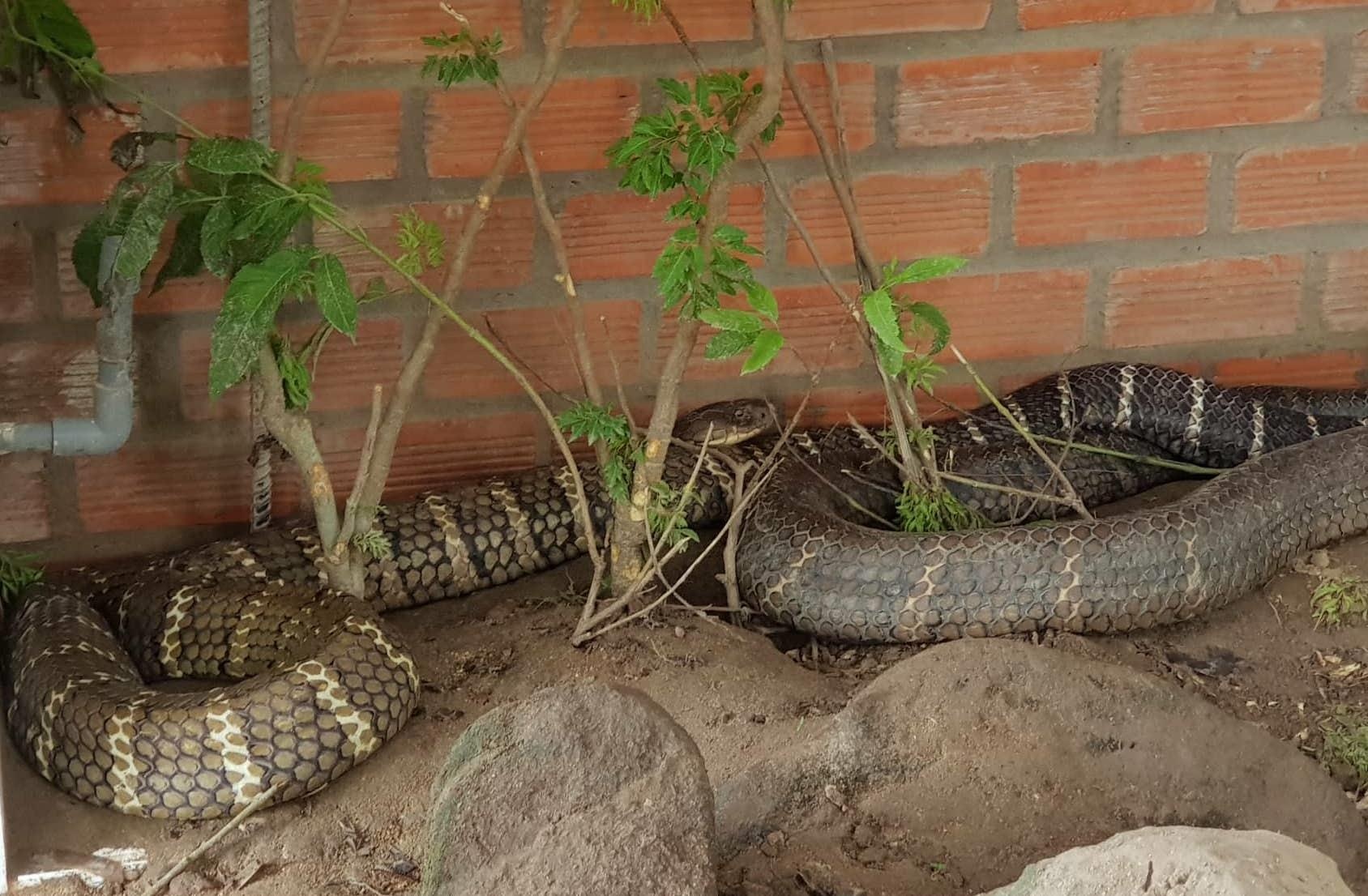 Rắn hổ mang ảnh 2 Ran ho mang anh 2