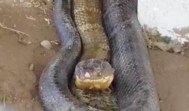 Rắn hổ mang ảnh 1 Ran ho mang anh 1