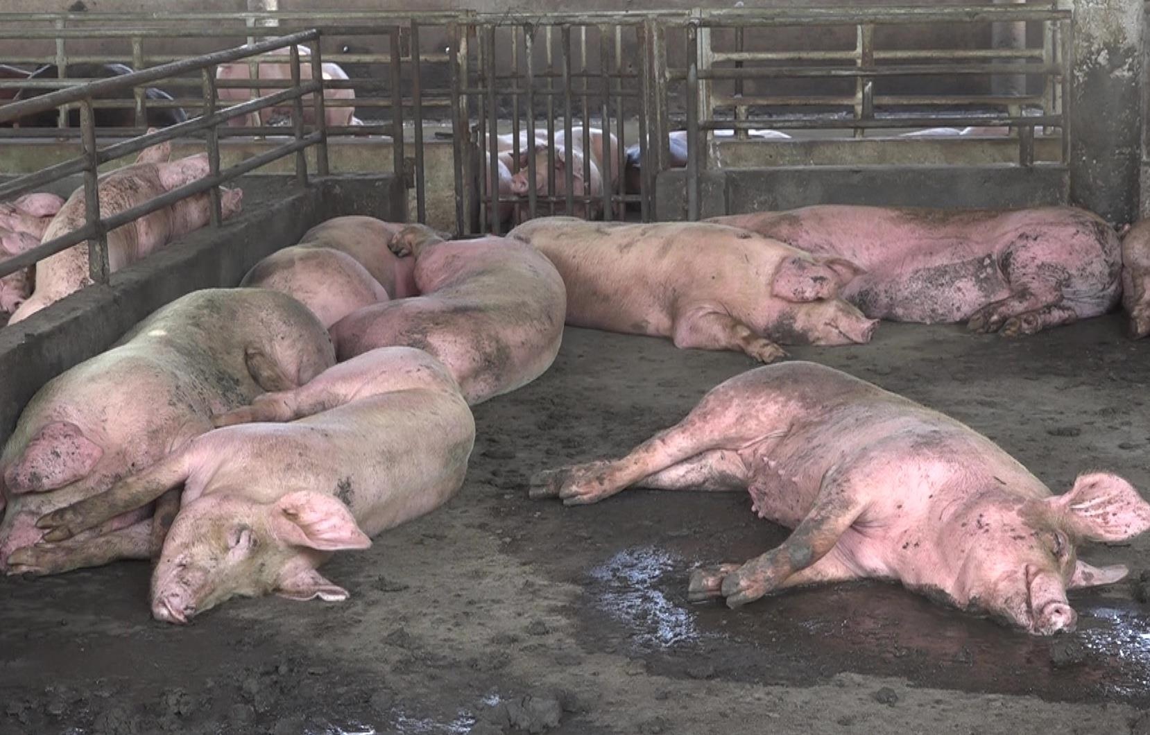 Hau Giang tieu huy hon 1.200 con lon do dich ta lon chau Phi hinh anh