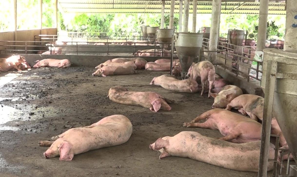 Dich ta lon chau phi anh 1