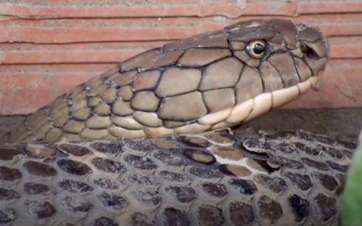 Giu bi mat noi tha cap ran ho mang chua o An Giang hinh anh