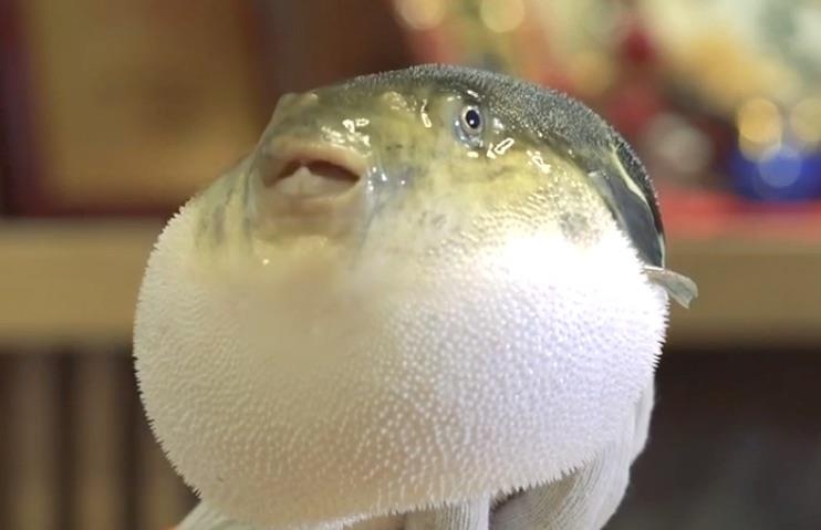 Ong lao nguy kich sau khi an ca noc mit hinh anh