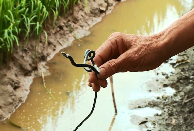 Giang bay bat chuot, nguoi dan ong bi dien giat chet hinh anh