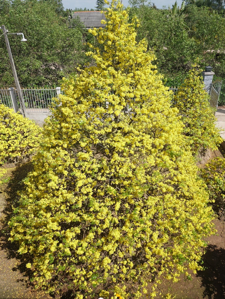 Mai vang Phuoc Dinh khoe sac xuan anh 2