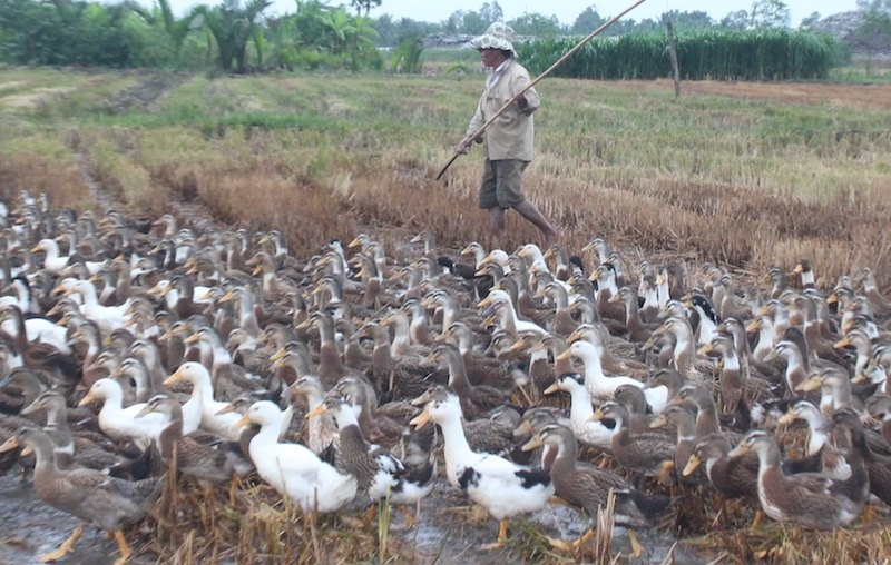 Tra Vinh tieu huy gan 1.000 con ga, vit nhiem cum A/H5N1 hinh anh