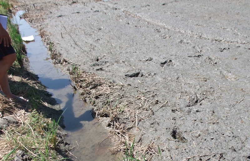 Tam giu nguoi dan ong gai bay dien khien hang xom tu vong hinh anh