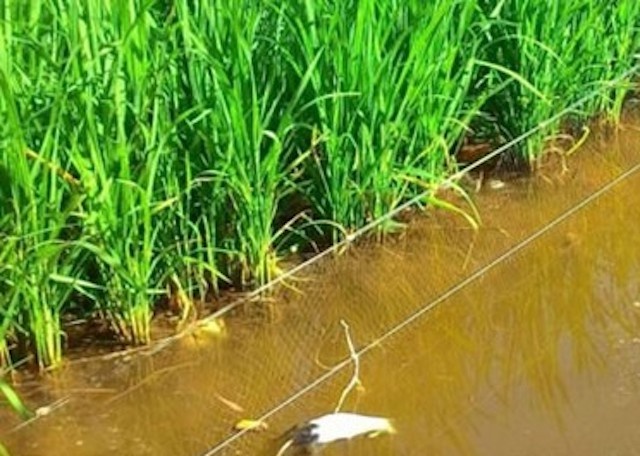 Cha tu vong, con nam bat tinh tren ruong hinh anh