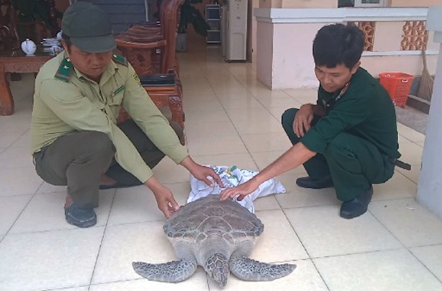 Tha ca the rua bien ve tu nhien anh 1