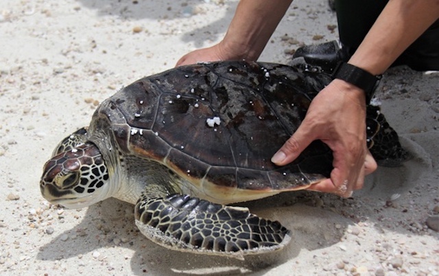 Tha ca the rua bien quy hiem ve moi truong tu nhien hinh anh