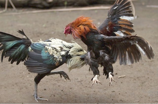 Hon 50 nguoi o soi bac bi tam giu hinh anh