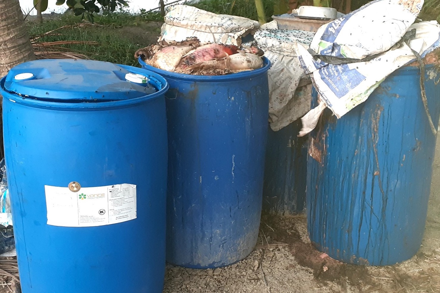 Dan ca Koi 200 con chet bat thuong anh 1