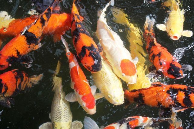 Dieu tra nguyen nhan dan ca Koi tien ty chet bat thuong hinh anh