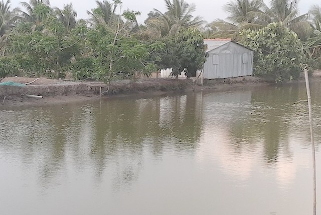 Dan ca Koi 300 con chet hang loat anh 1