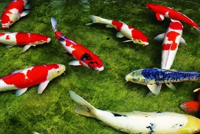 200 con ca Koi chet bat thuong hinh anh