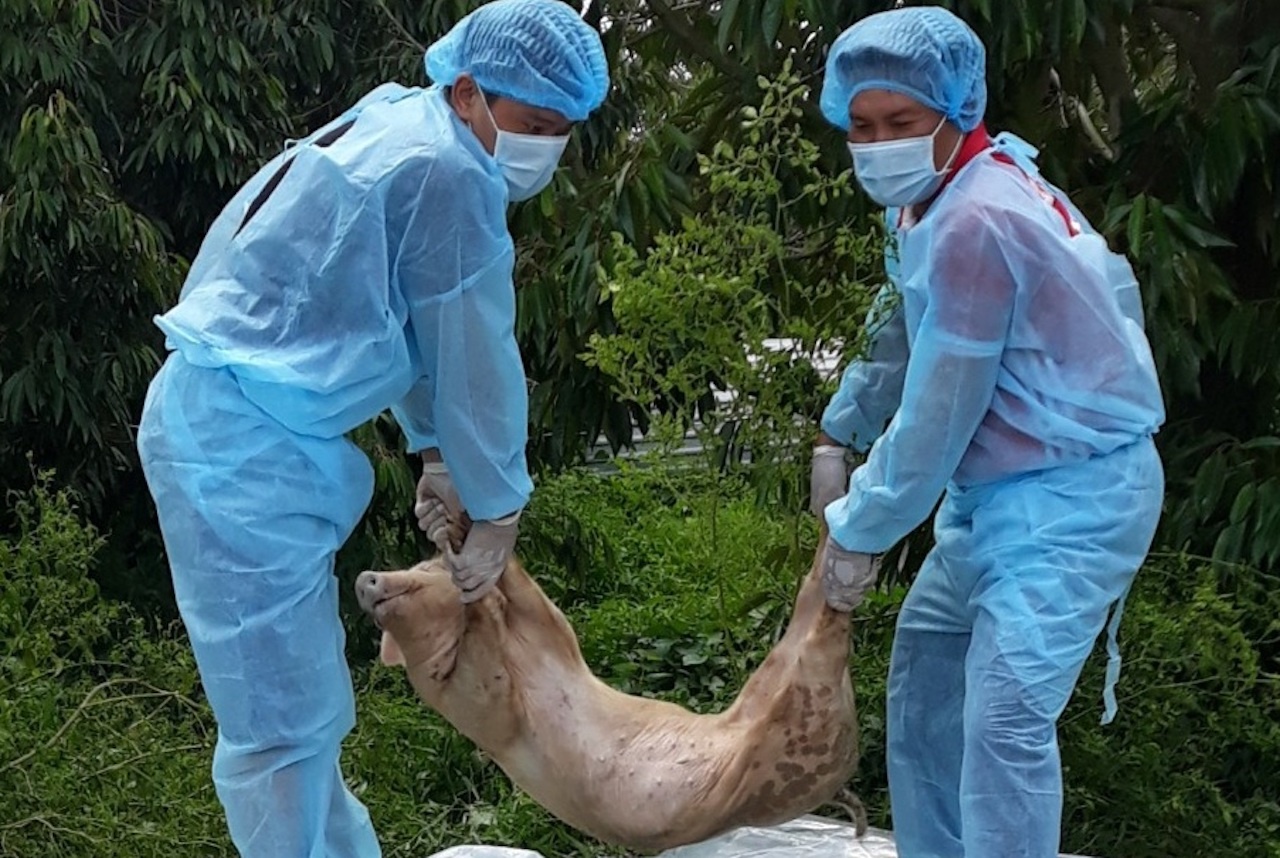 Tieu huy 43 con lon duong tinh dich ta chau Phi hinh anh