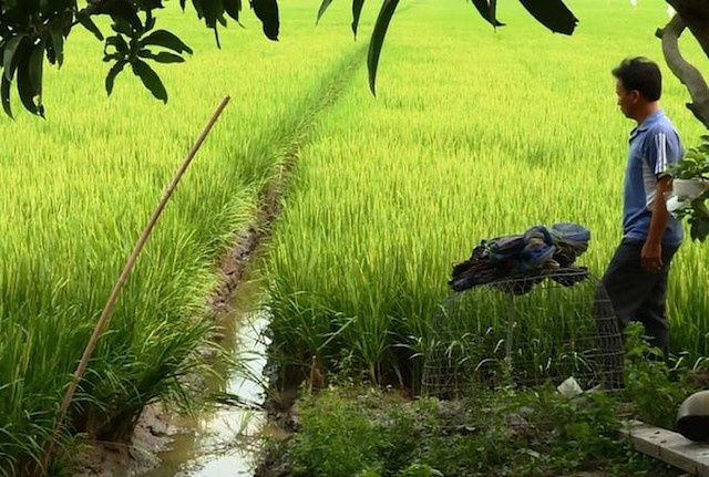 Chu tich xa bi dien giat tu vong o ao ca hinh anh