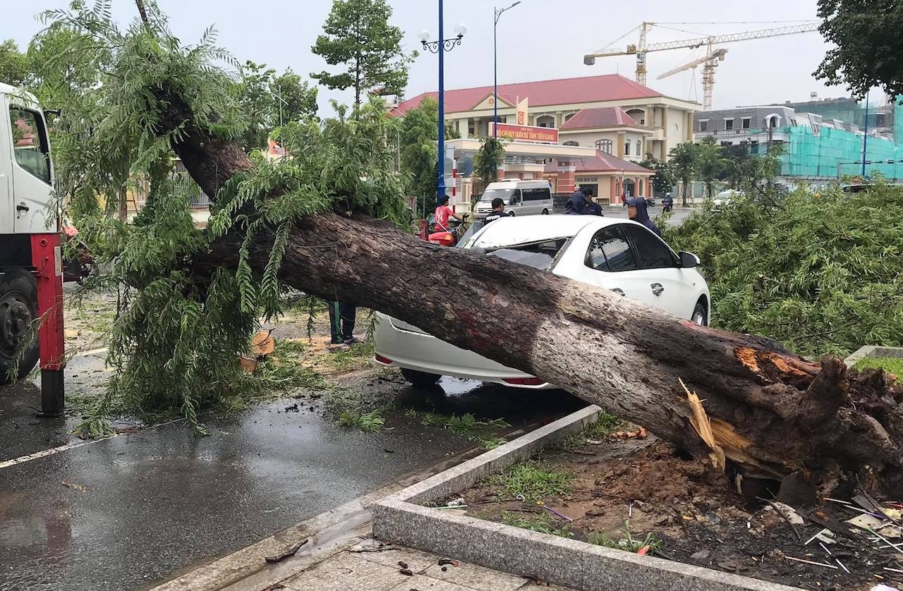 Cay me co thu bat goc nga tren pho anh 1