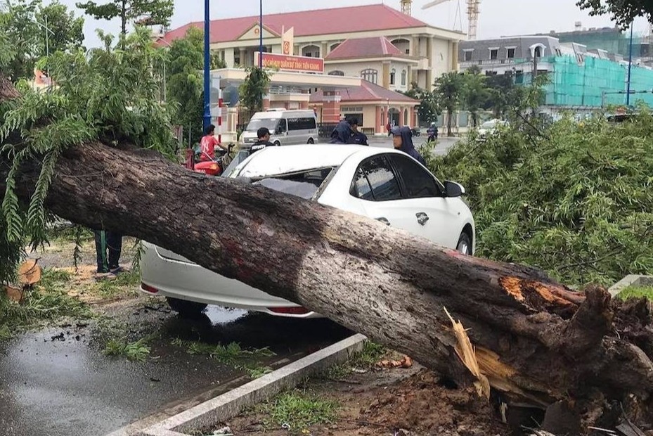 Cay co thu bat goc de trung oto 4 cho hinh anh