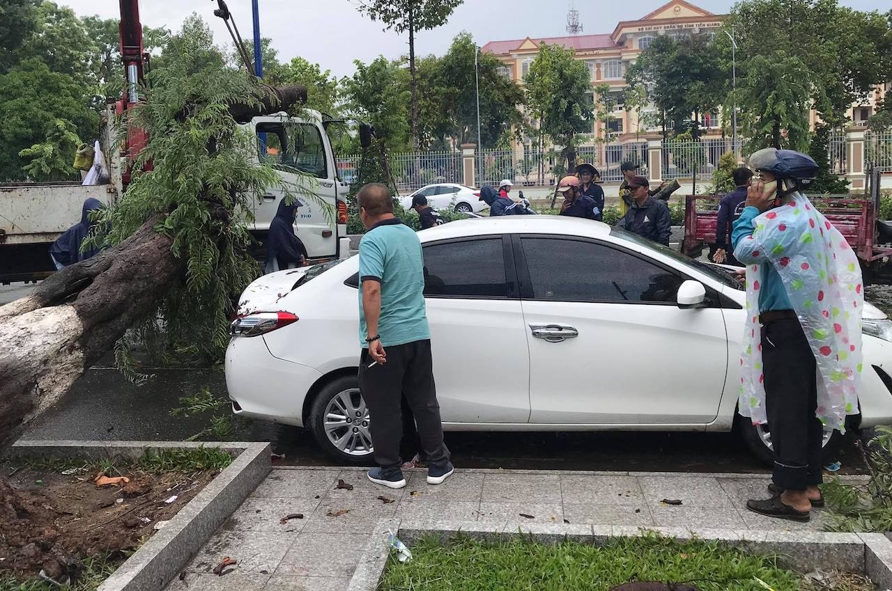 Cay me co thu bat goc nga tren pho anh 2