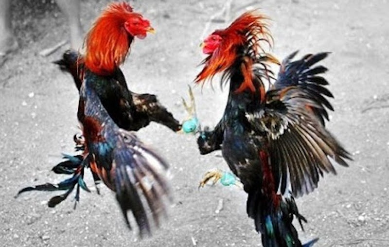 Pha o ca do da ga hinh anh