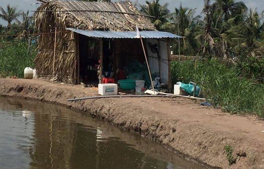 Ba thi the va la thu tuyet menh trong choi nuoi tom hinh anh