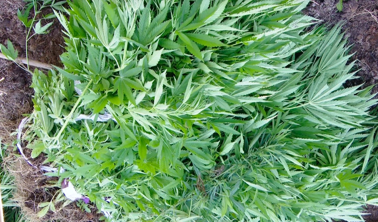 Nong dan trong can sa trong vuon cam hinh anh