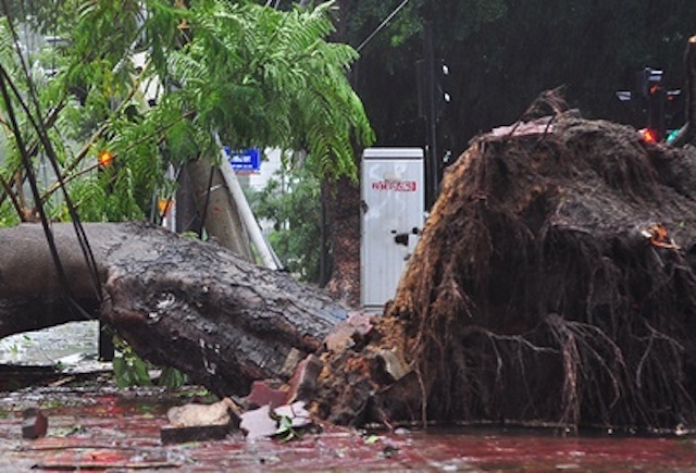 Nguoi dan ong bi cay de tu vong hinh anh