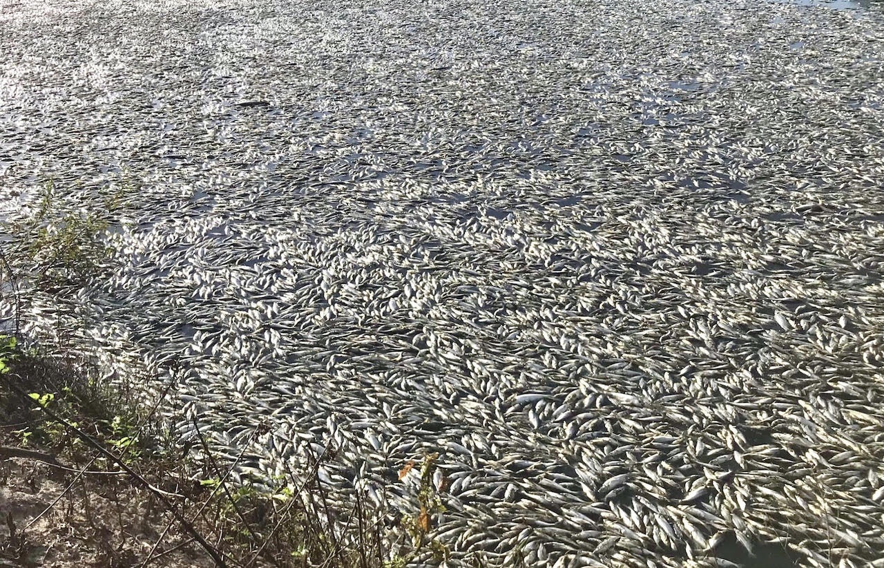 Gan 50 tan ca trong ao chet bat thuong hinh anh